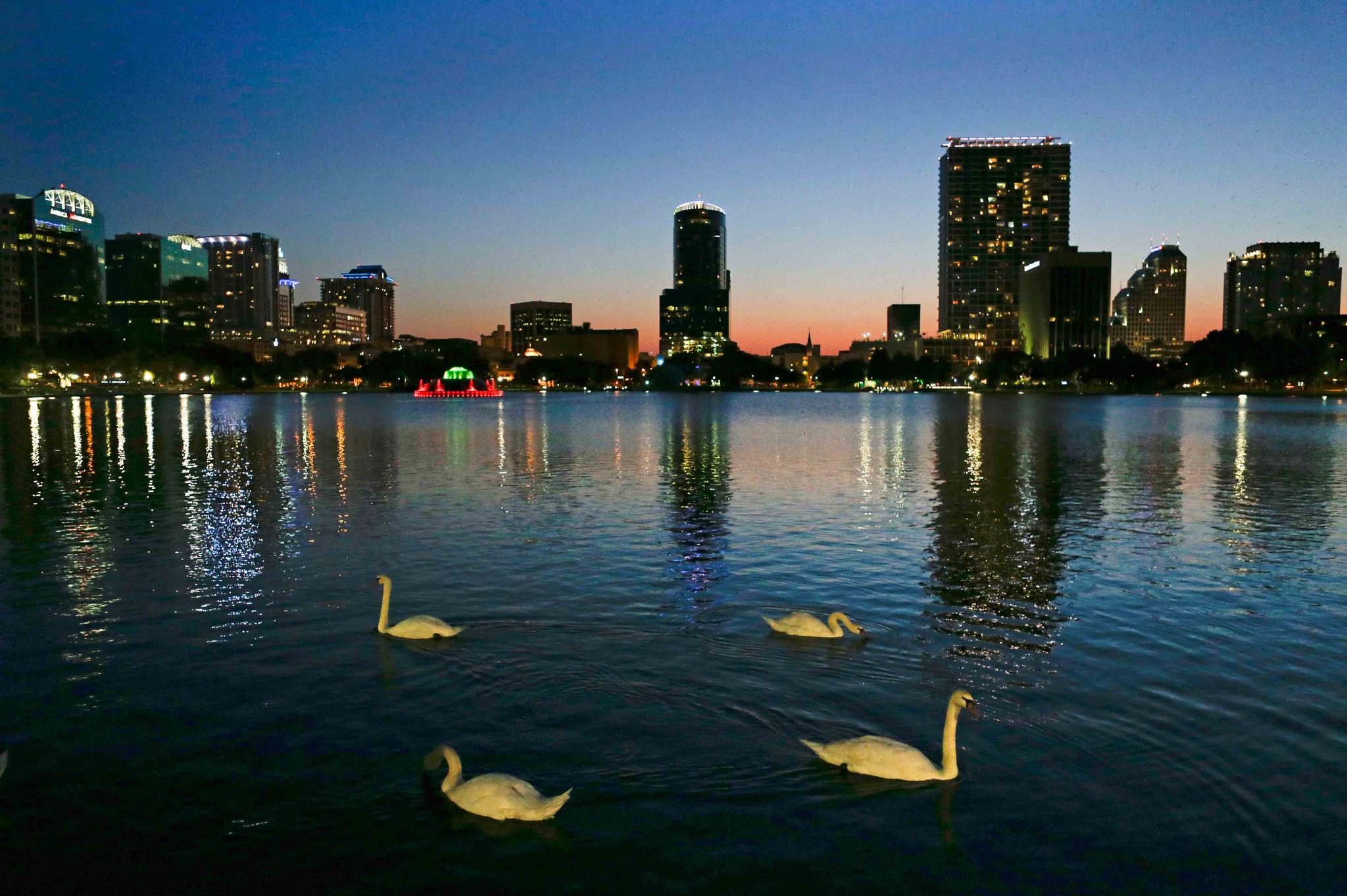 In this Monday, May 19, 2014 photo, swans swim in Lake Eola as the sun sets in Orlando, Fla.