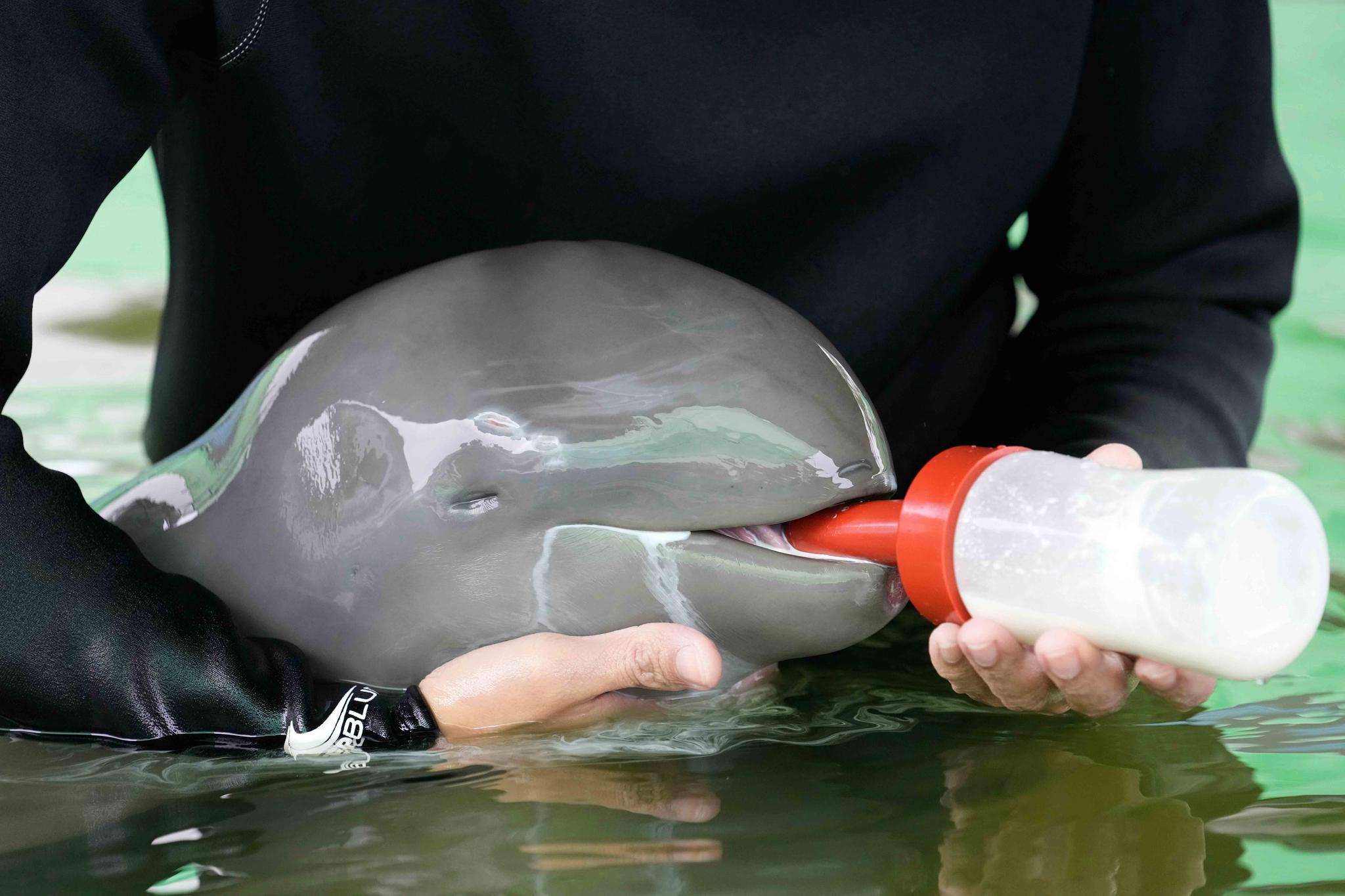 Volunteer Tosapol Prayoonsuk feeds a baby dolphin nicknamed Paradon with milk at the Marine and Coastal Resources Research and Development Center in Rayong province in eastern Thailand, Friday, Aug. 26, 2022. 