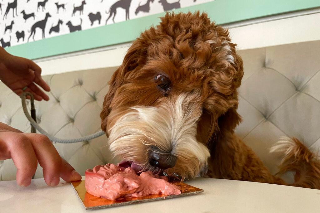 A dog eats a dish at the Dogue restaurant in San Francisco. Dogue, which rhymes with vogue, just opened up in the city's Mission District. For $75 dollars per pup, doggie diners get a multiple-course "bone appetite" meal featuring dishes like chicken skin waffles and filet mignon steak tartar with quail egg. 