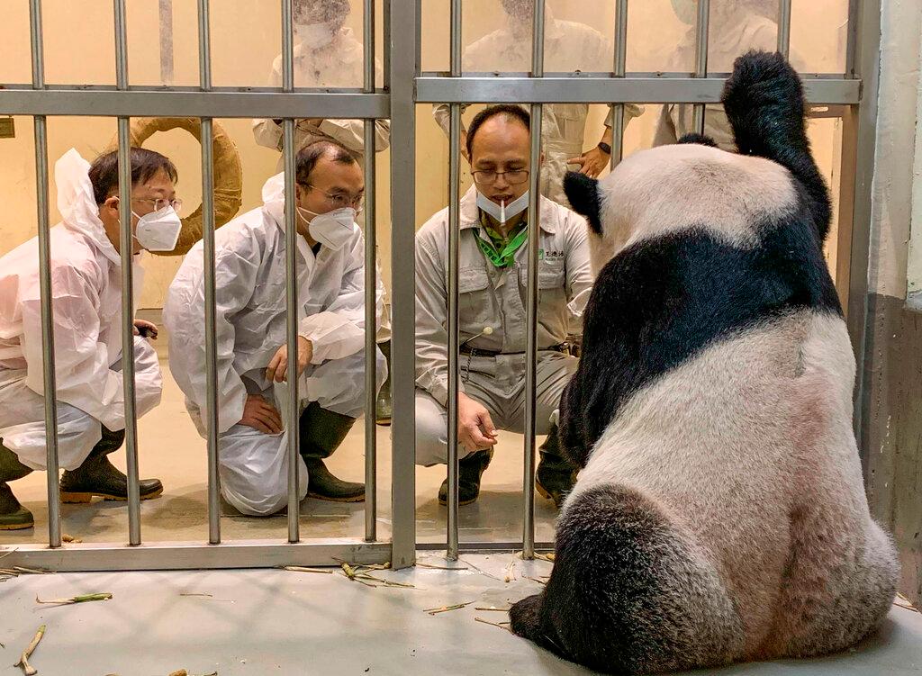 Chinese Panda experts, Wei Ming at left and Wu Honglin, center looks at Tuan Tuan at the Taipei Zoo in Taipei, Taiwan on Wednesday, Nov. 2, 2022. 