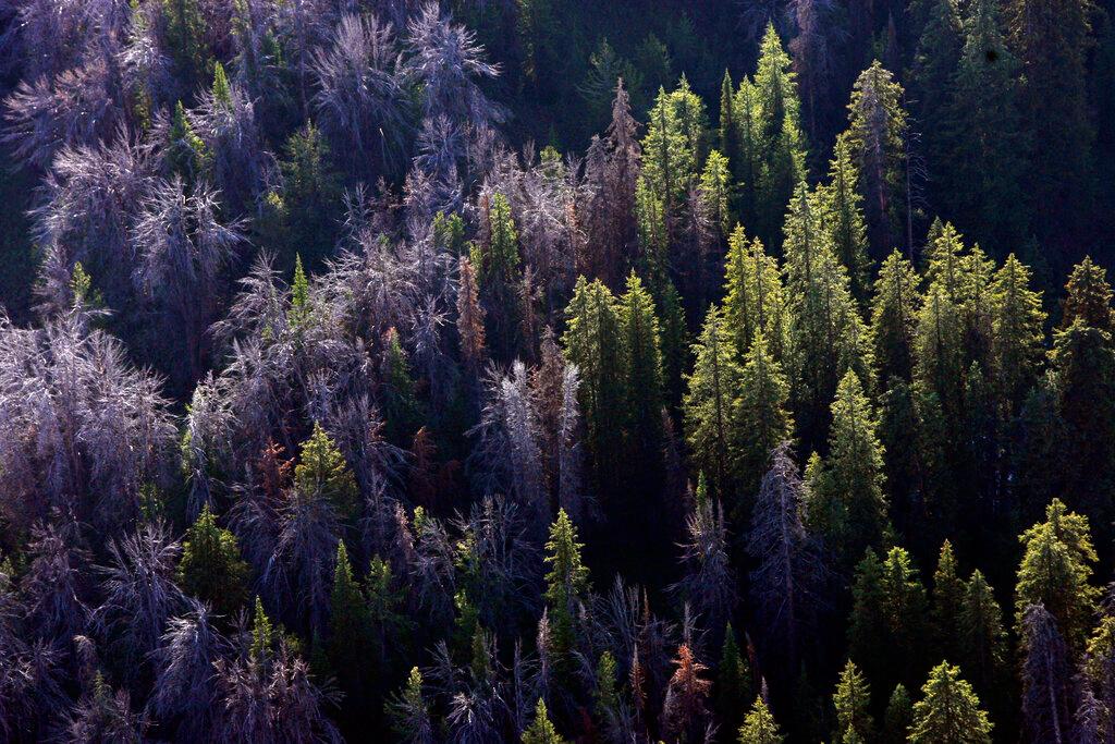 Seen are whitebark pine that have succumbed to mountain pine beetles through the Gros Ventre area east of Jackson Hole, Wyo., on Aug. 1, 2011. U.S. officials say climate change, beetles and a deadly fungus are imperiling the long-term survival of the high-elevation tree found in the western U.S.