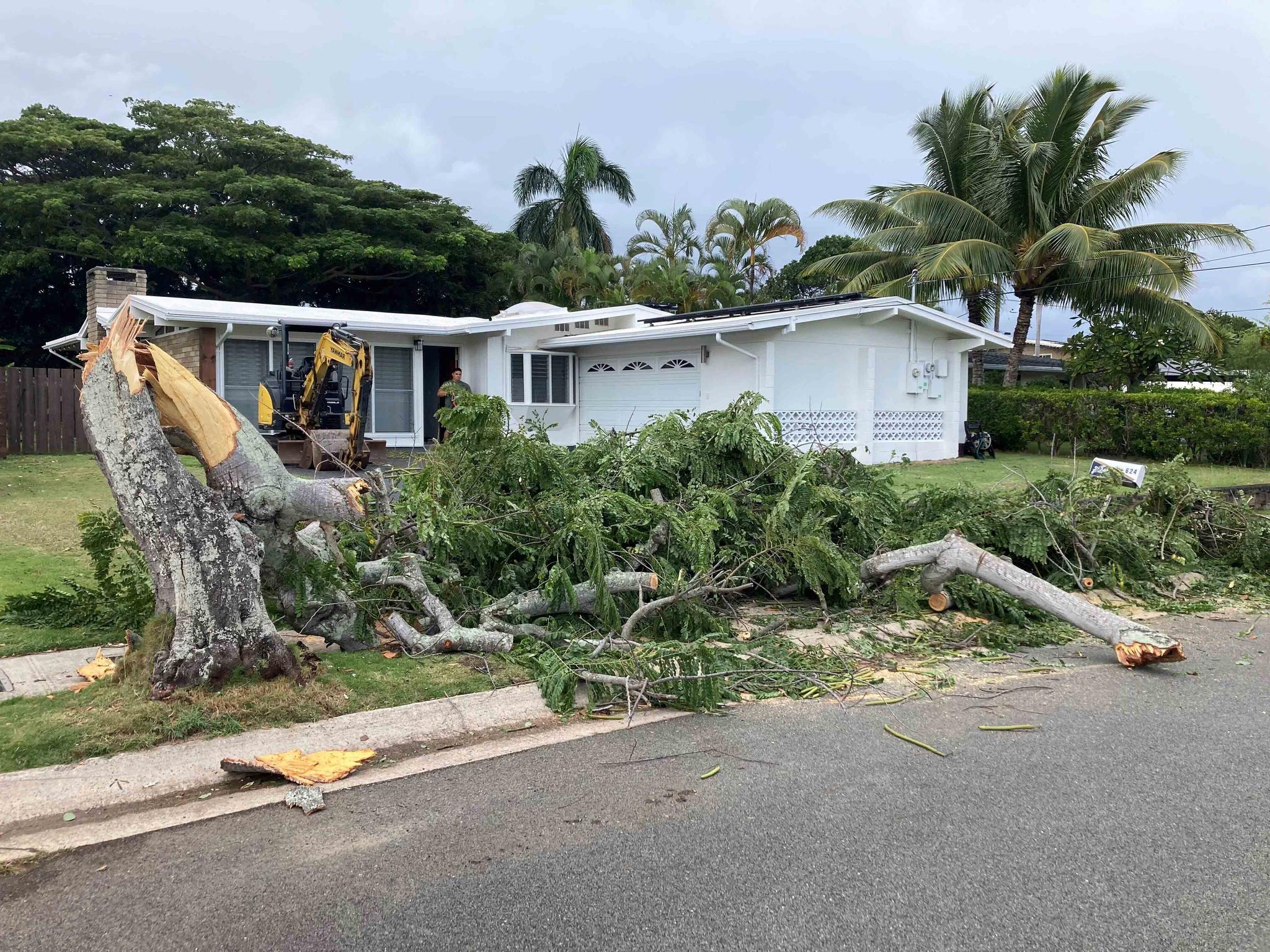 In this photo provided by the Honolulu Department of Parks and Recreation, a tree lays toppled by a winter storm in Kailua, Hawaii, on Monday, Dec. 19, 2022.