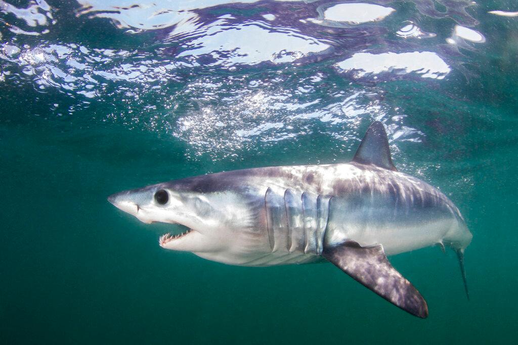 This undated photo made available by The Pew Charitable Trusts shows the mako shark swimming in the Atlantic Ocean off Rhode Island. Countries have agreed to protect more than a dozen shark species at risk of extinction, in a move aimed at conserving some of the ocean’s most awe-inspiring creatures who have themselves become prey to commercial fishing and the Chinese appetite for shark fin soup. Three proposals covering the international trade of 18 types of mako sharks, wedgefishes and guitarfishes each passed with a needed two-thirds majority in a committee of the World Wildlife Conference known as CITES on Sunday Aug. 25, 2019.