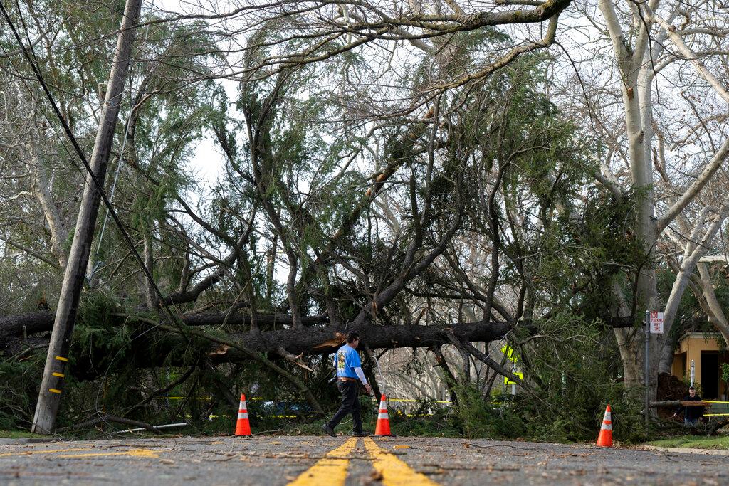 tree fallen on road