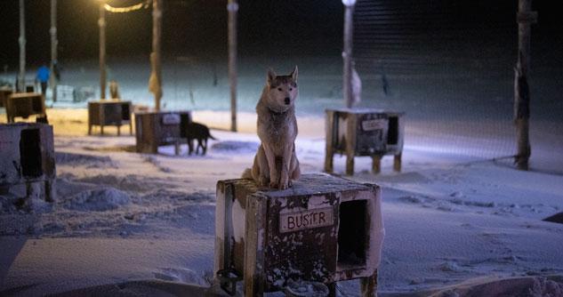 Husky sitting on top of a wooden box