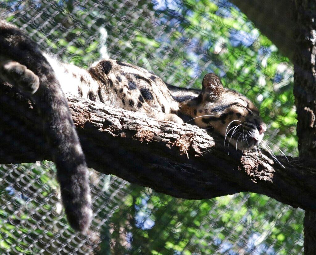 Clouded leopard named Nova rests on a tree limb in an enclosure at the Dallas Zoo