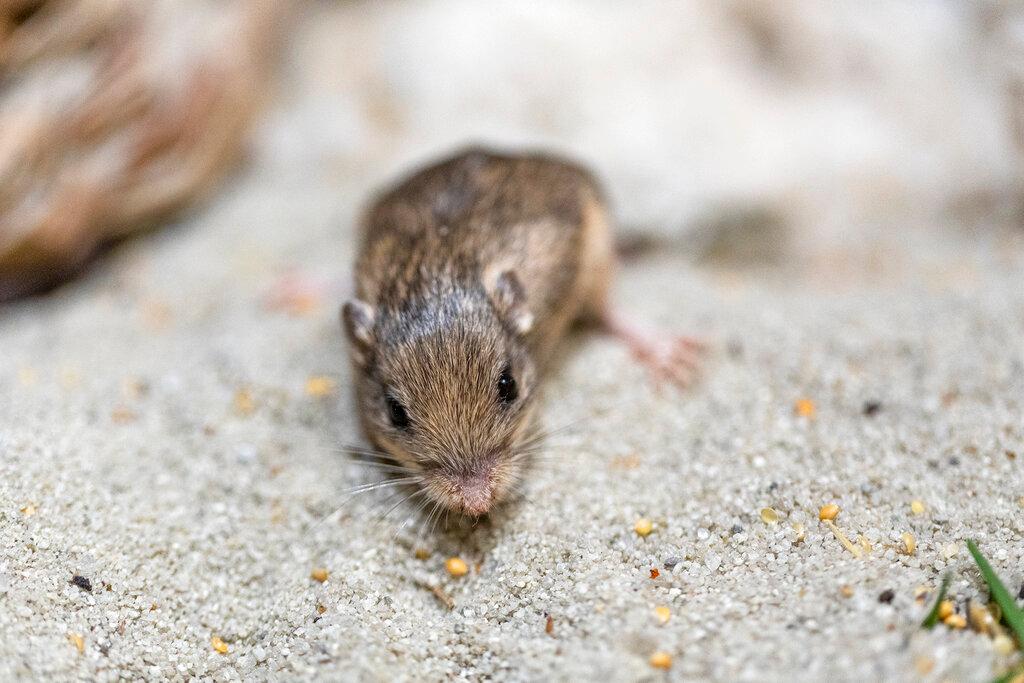 Photo provided by the San Diego Zoo Wildlife Alliance shows a Pacific pocket mouse named Sir Patrick Stewart.