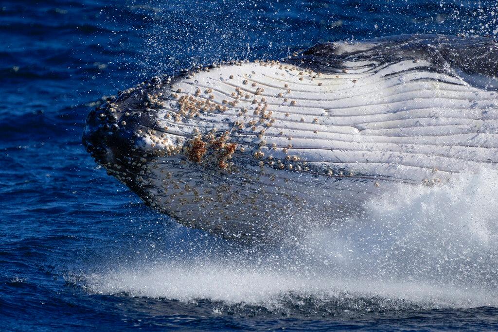  A humpback whale breaches off the coast of Port Stephens, Australia, on June 14, 2021. Lonely humpback whales are more likely to sing – but as populations grow, whales wail less, a new study released on Thursday, Feb. 16, 2023, suggests. 