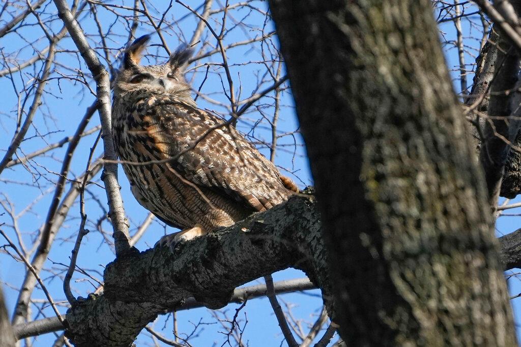 Eurasian eagle-owl named Flaco sits in a tree in New York's Central Park
