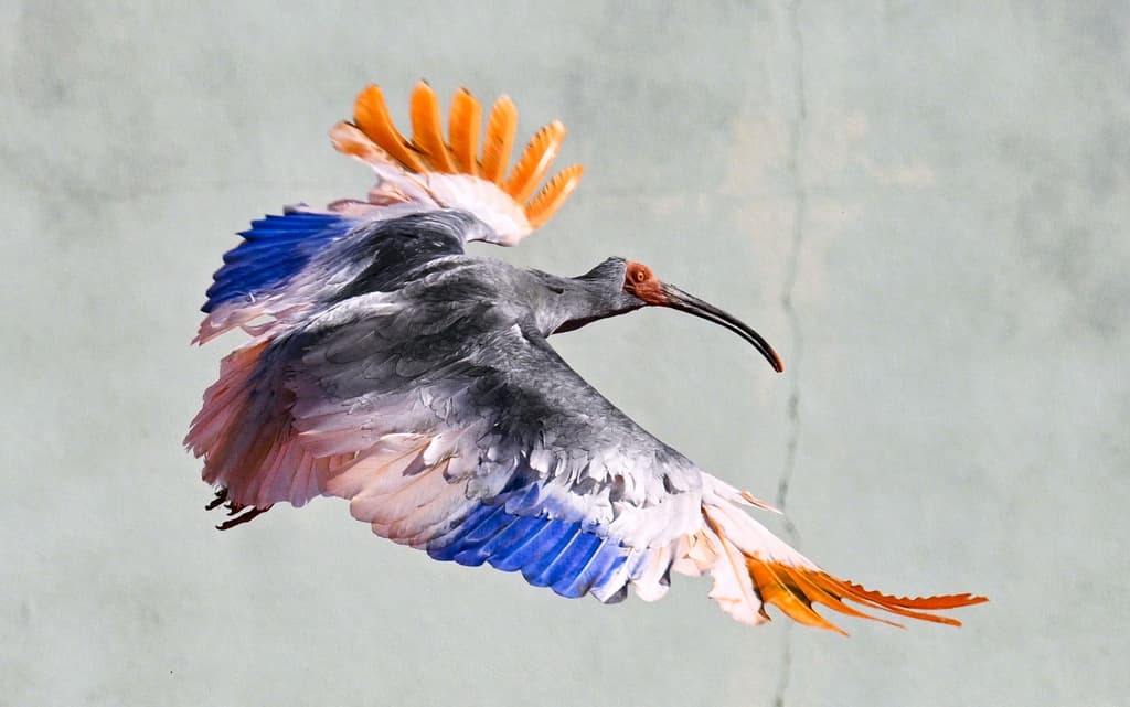 8 'Crested Ibises' Released In Japanese Town Decades After Extinction