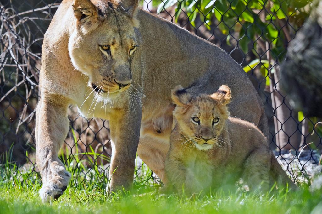 A lioness and cub move in their enclosure at the Fort Worth Zoo 