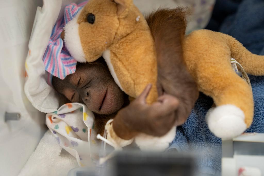 Baby orangutan holding stuffed animal