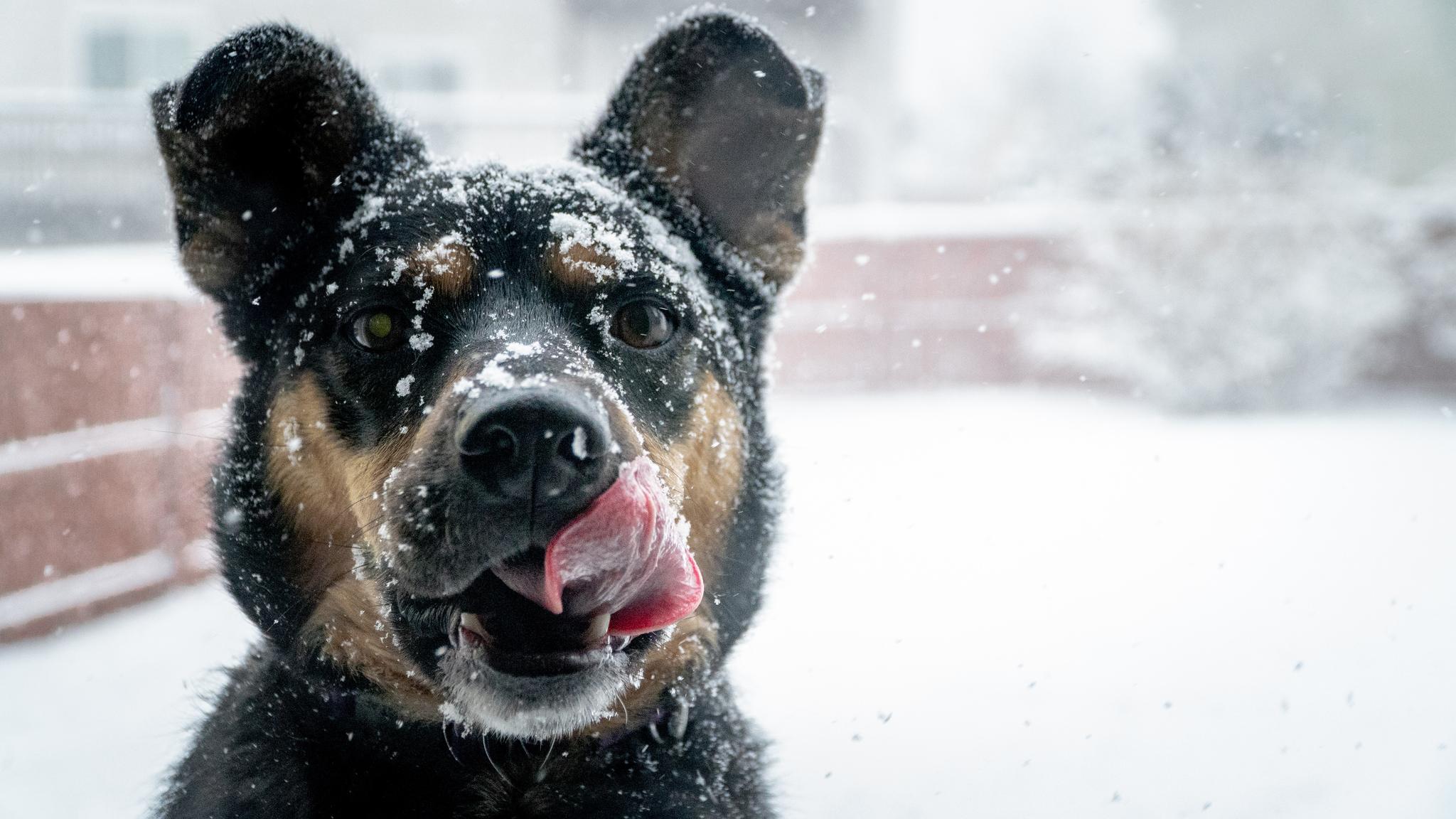 dog with snow on face
