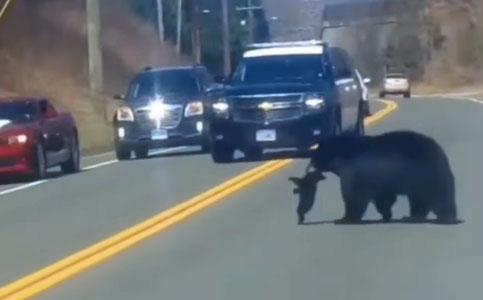 Mama bear and cubs crossing highway
