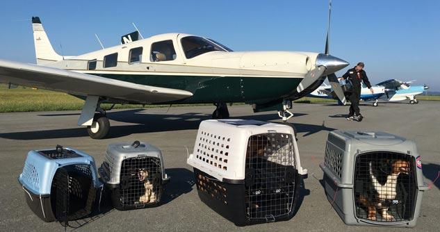 Pet carriers on tarmac outside airplane