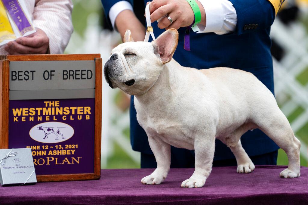 Mathew, a French bulldog, wins the top prize in his breed group  