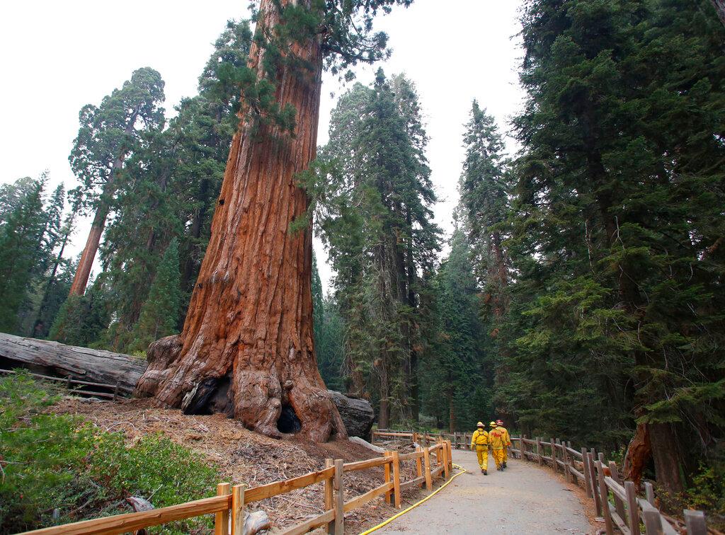 Firefighters walk by giant Sequoia 