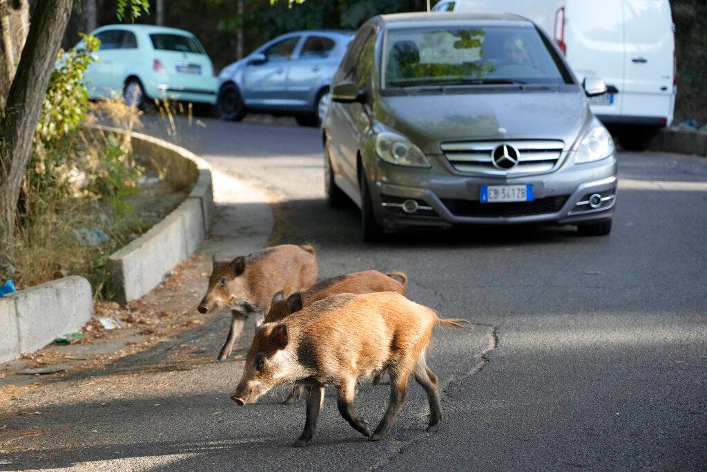 Wild Boars cross a street in Rome 