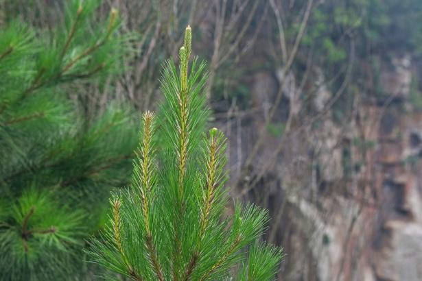 Pine Tree 