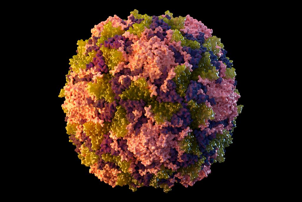 Polio virus particle