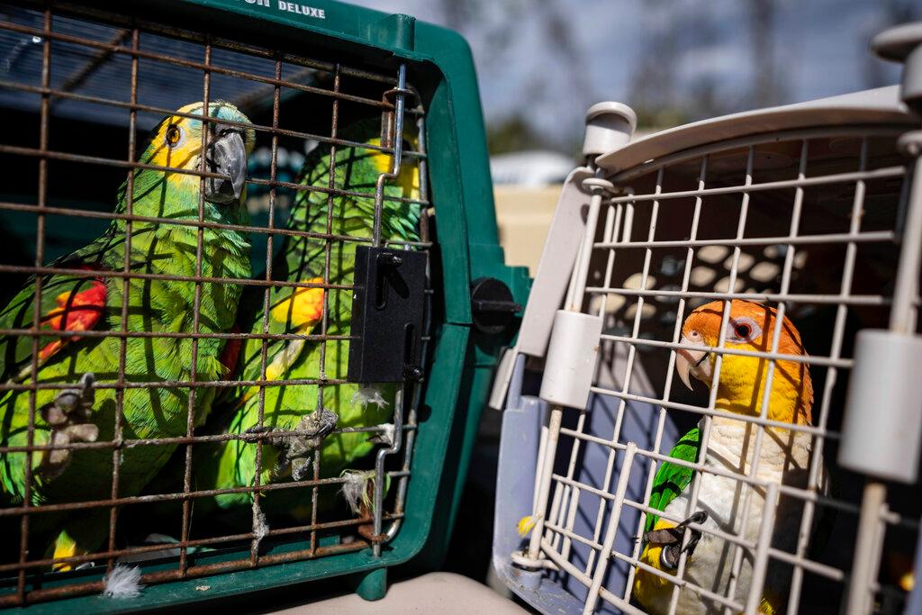 Parrots sit in cages waiting to be transported to the mainland in Pine Island, Fla.